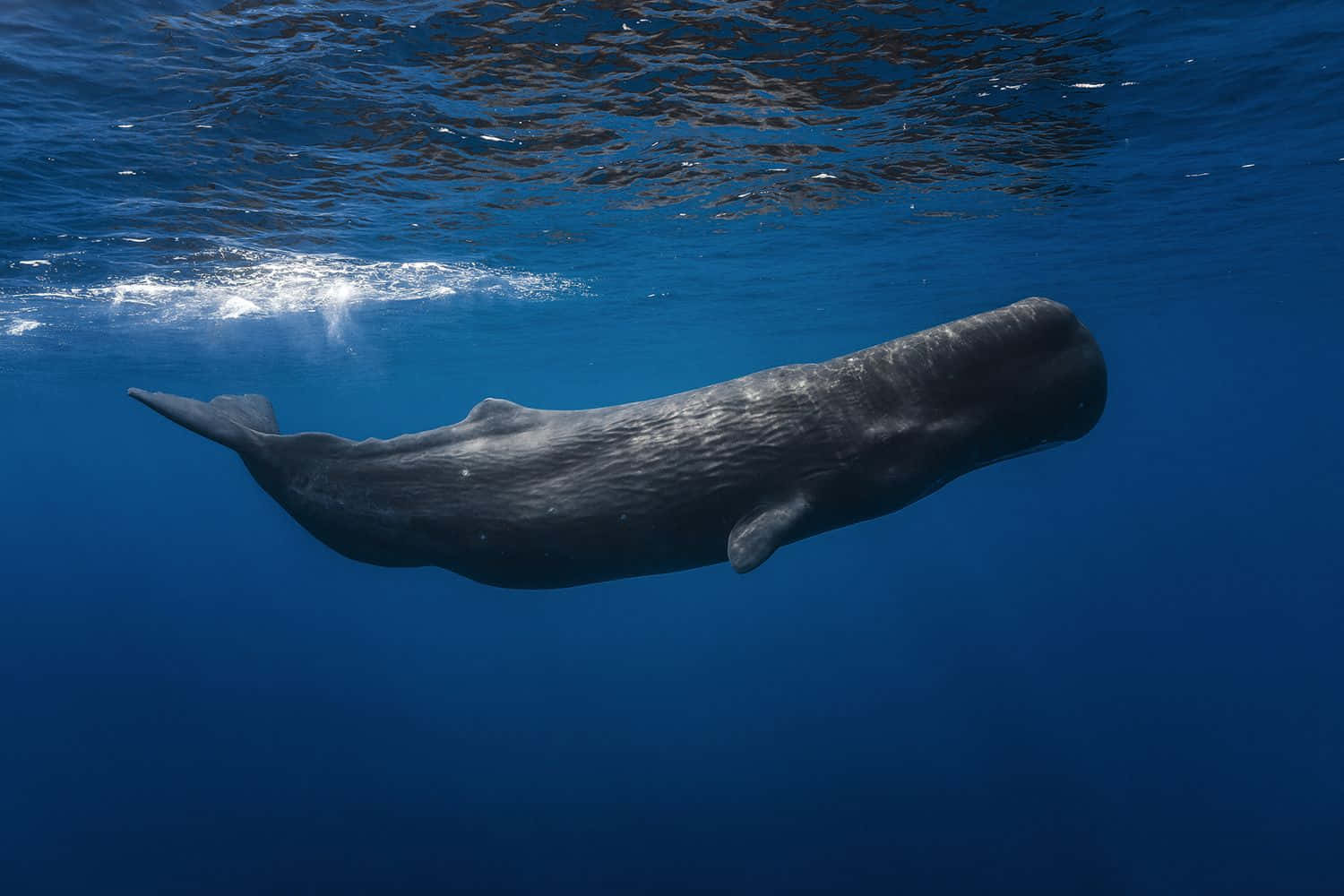 A magnificent sperm whale in the wild