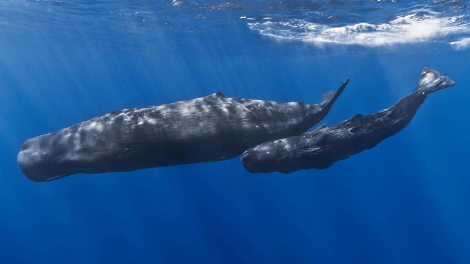 Two Whales Swimming In The Ocean