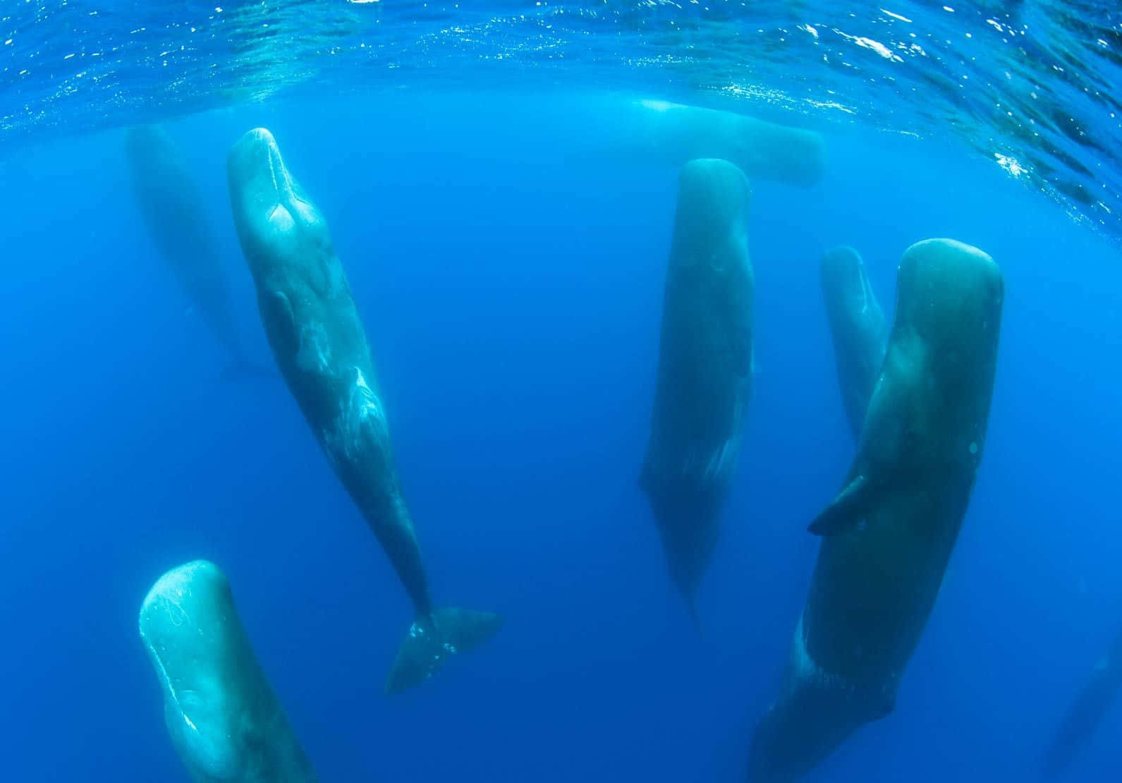 A Group Of Whales Swimming In The Ocean