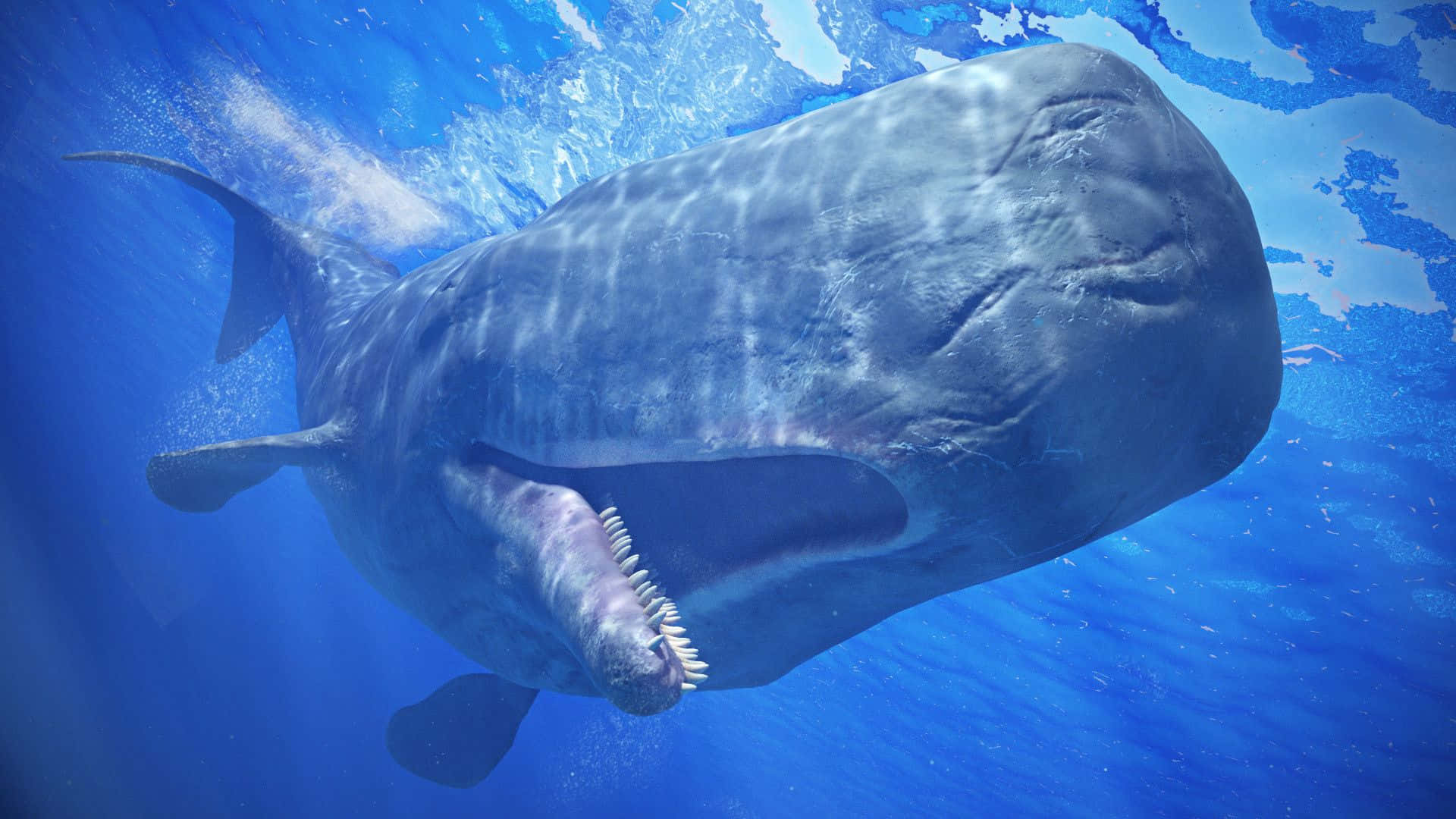 An intimidating Sperm Whale in the Transparent Sea