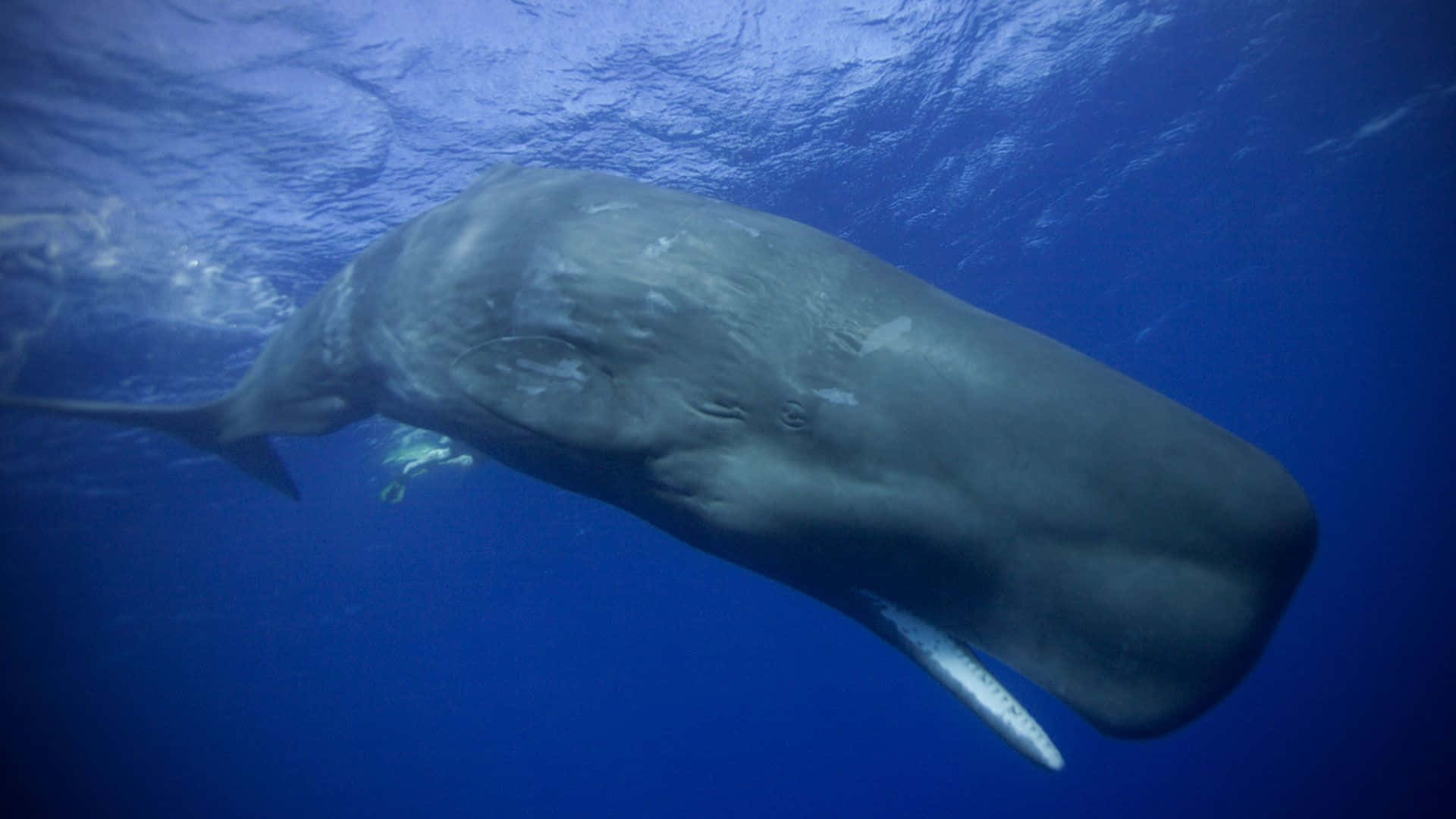 A lively sperm whale breaching the ocean surface