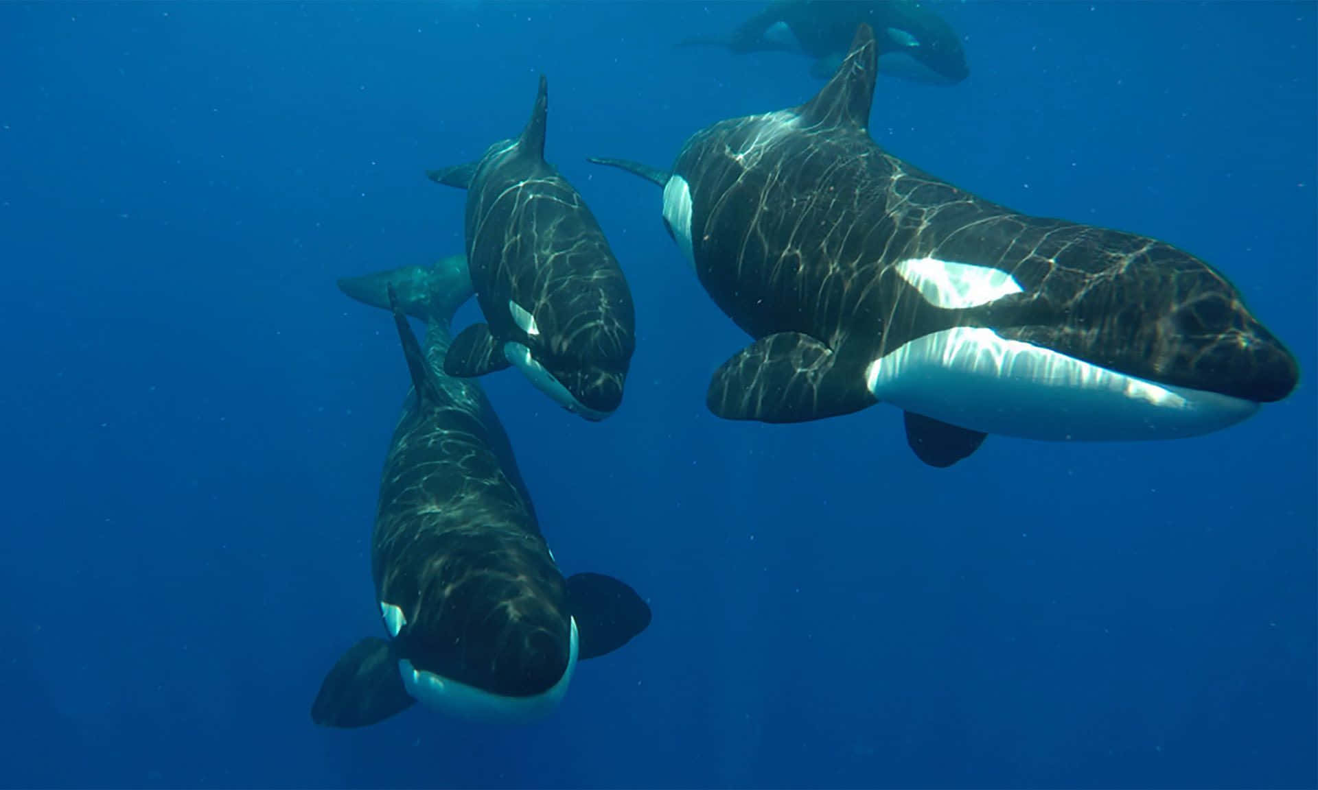 Orca Whales In The Pacific Ocean