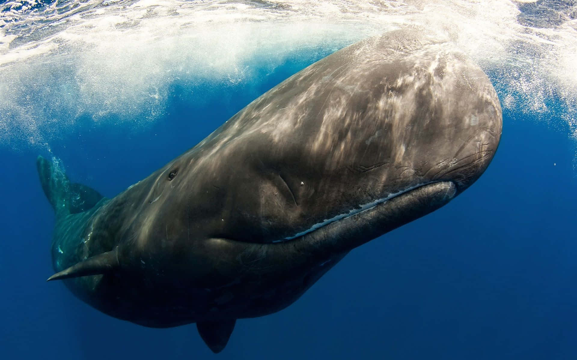A Sperm Whale swimming in the deep blue sea