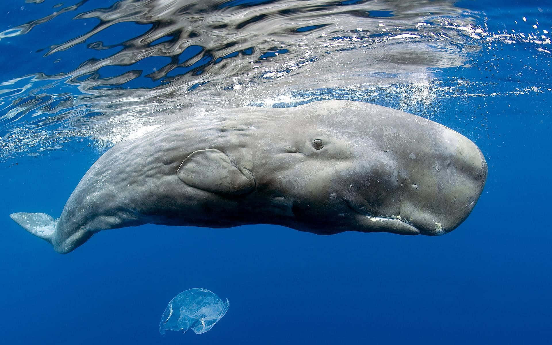 A Sperm Whale Swimming in Crystal Clear Blue Ocean Water