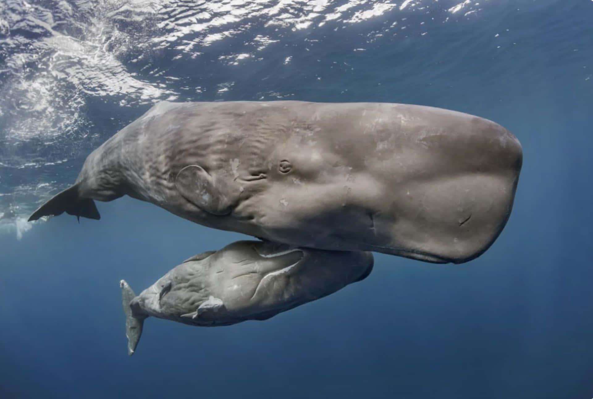"The Majestic Sperm Whale"