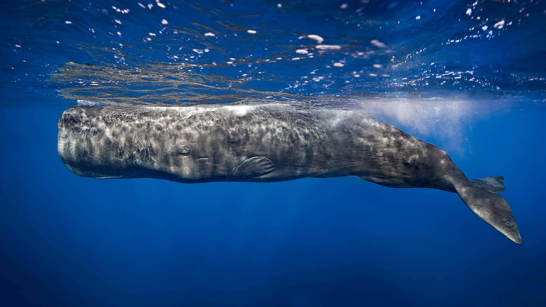A Whale Swimming In The Ocean