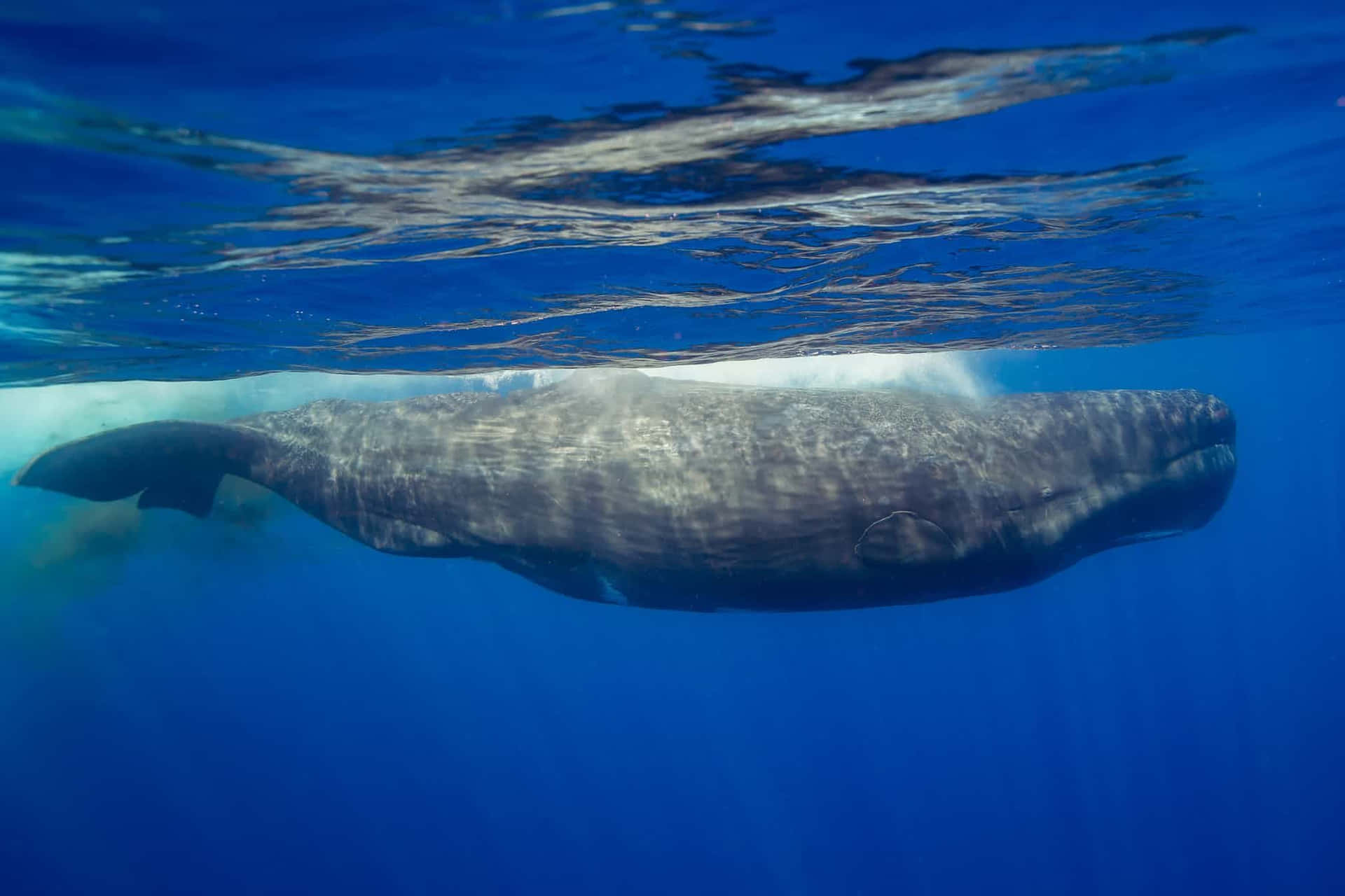 An Adult Sperm Whale Swimming Through Clear Waters