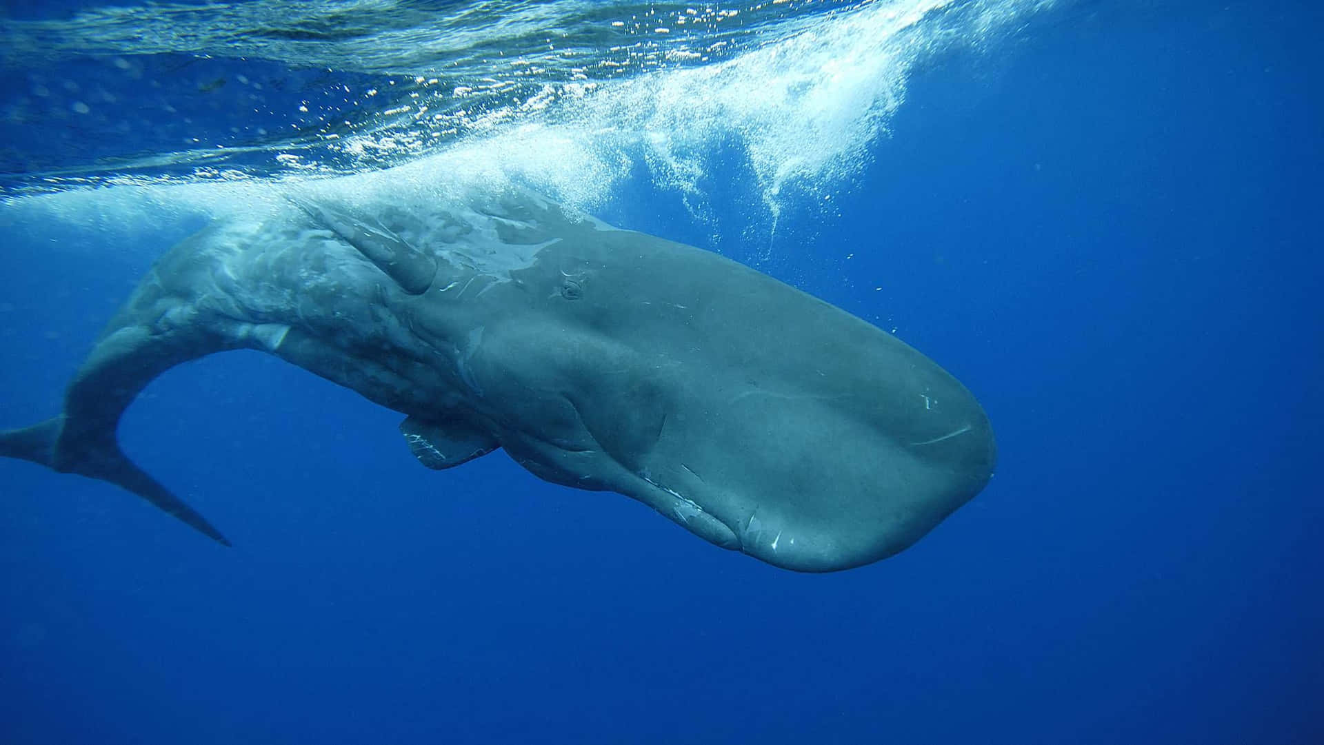 "A majestic Sperm Whale surfaces in the open ocean"