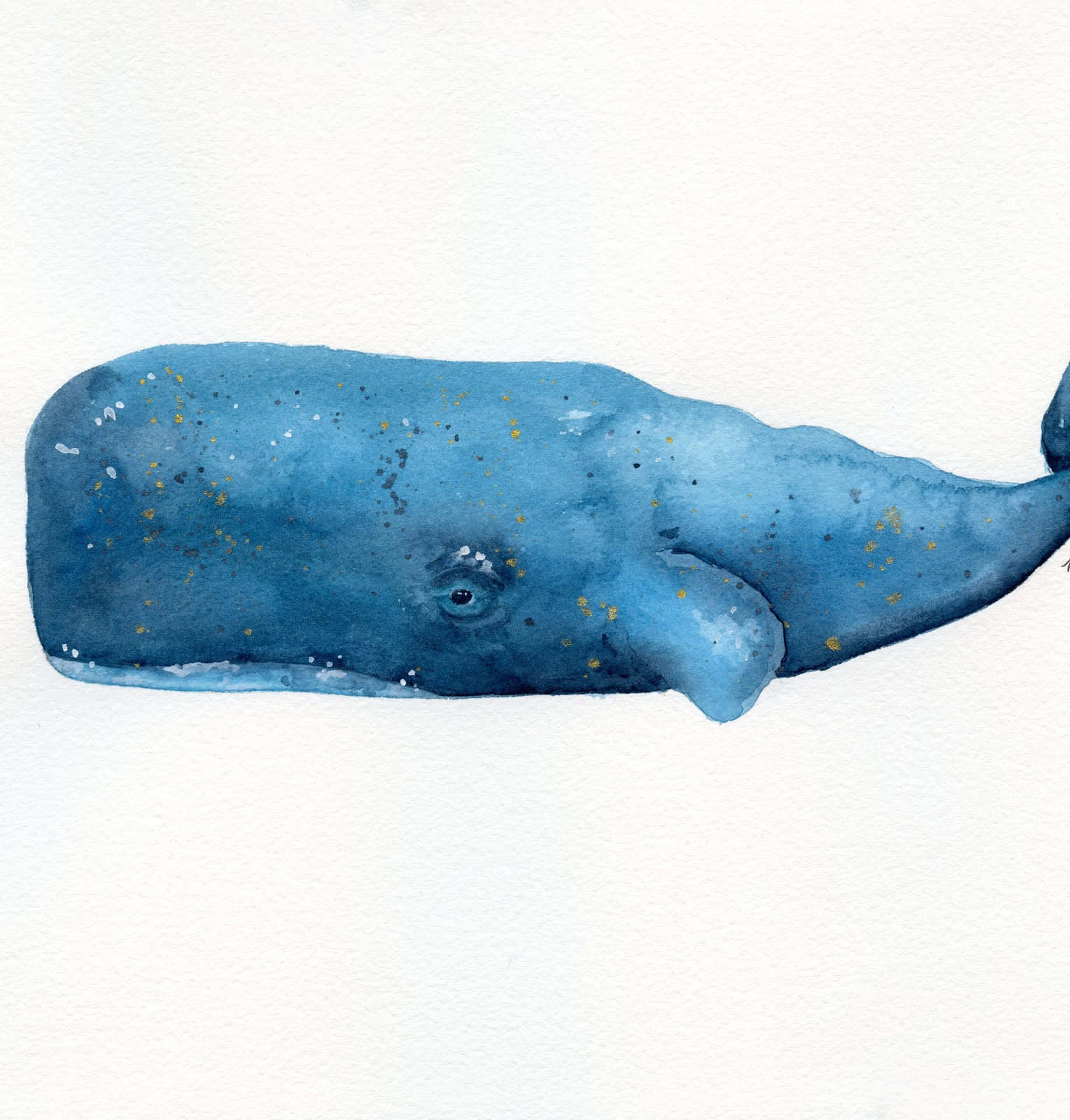 Aerial view of a proud Sperm Whale swimming in crystal-blue waters