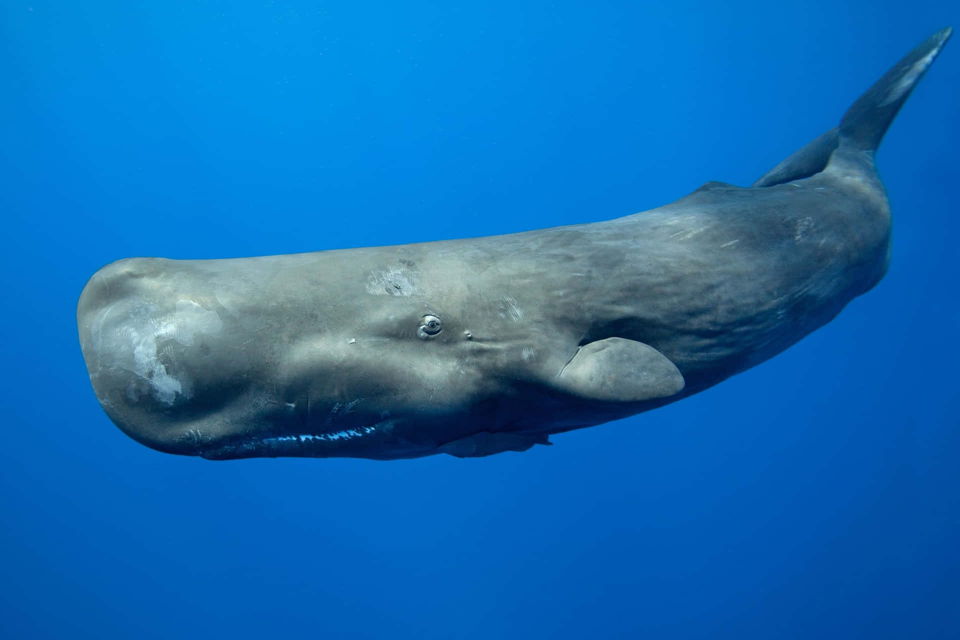 Unagrande Balena Che Nuota Nell'oceano