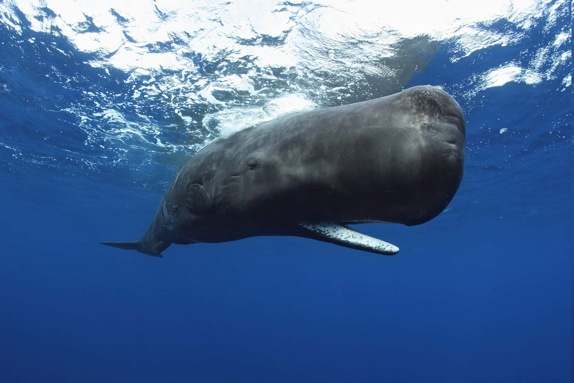 A majestic Sperm Whale swimming beneath the ocean's surface