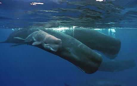 A Giant Sperm Whale Breaching the Surface