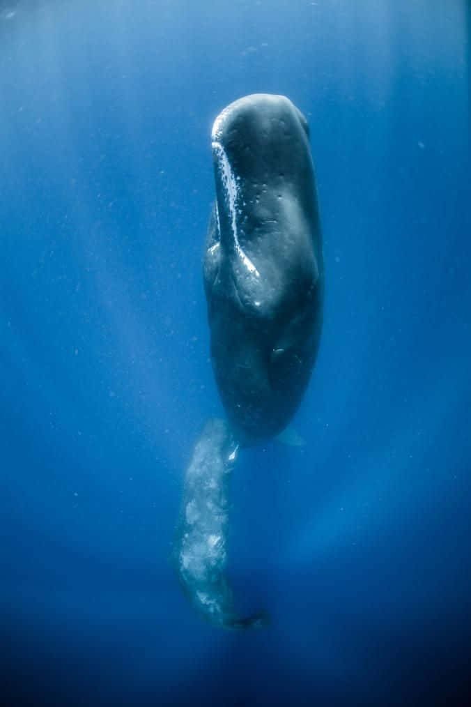 A majestic sperm whale sails through the sea