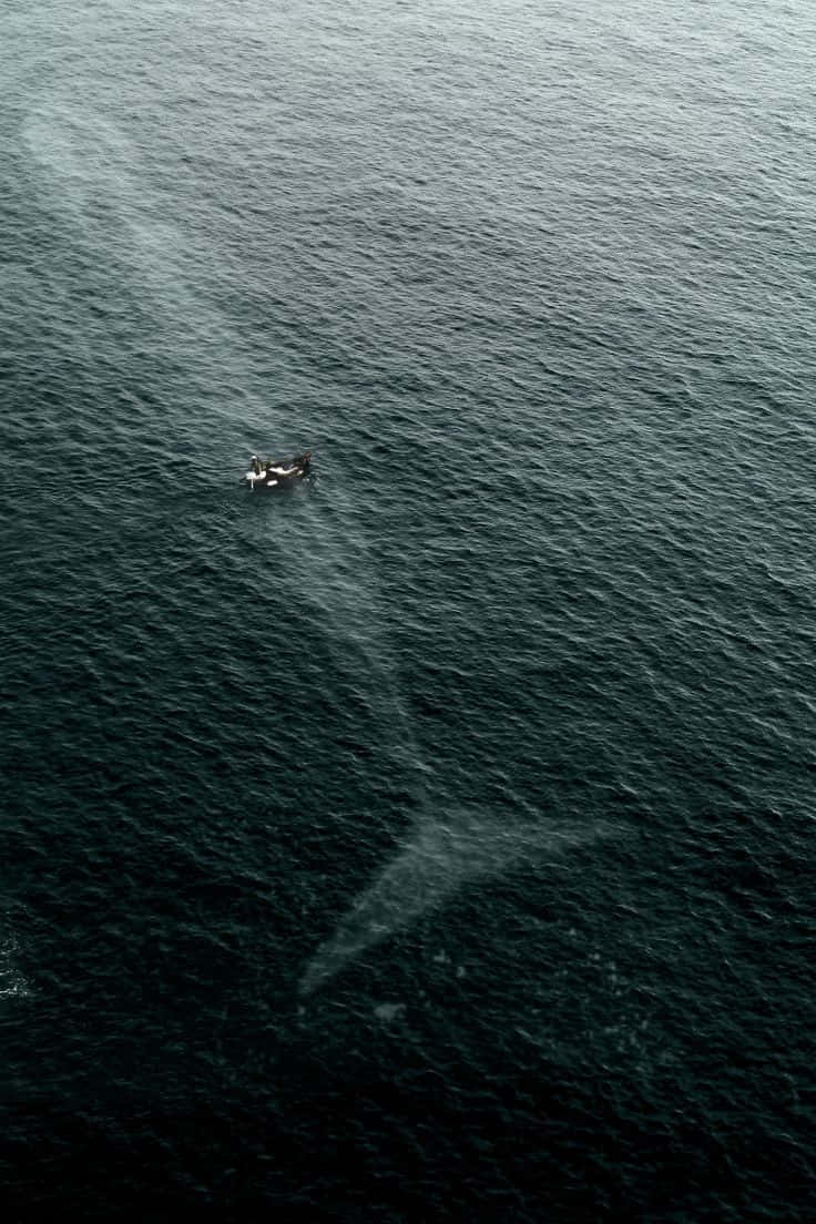 Unamaestosa Balena Speronata Che Nuota Nell'oceano.