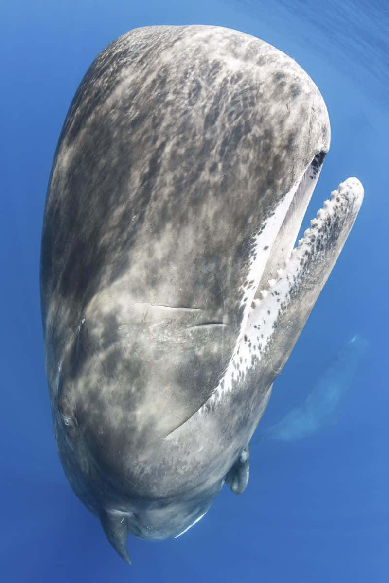 A majestic Sperm Whale dives into the deep blue depths