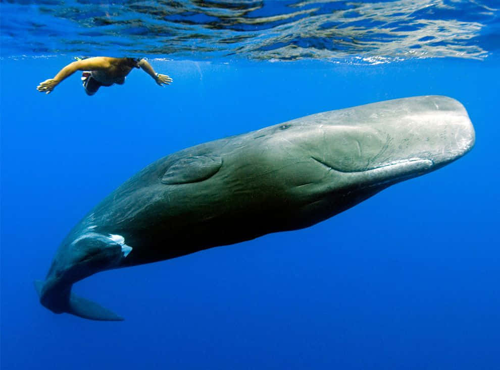 The Enduring Might of the Sperm Whale