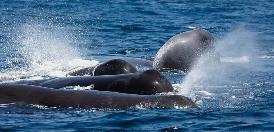 Download A Group Of Whales Splashing In The Ocean | Wallpapers.com