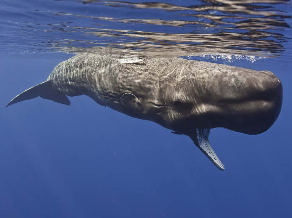 An underwater view of a majestic sperm whale