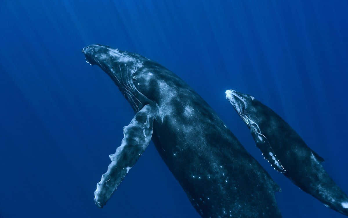 A majestic sperm whale swims in the deep blue ocean.