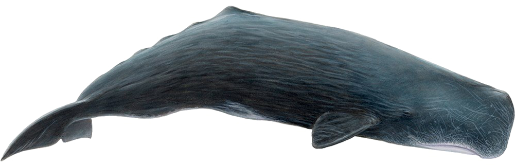 Sperm Whale Side View.png PNG