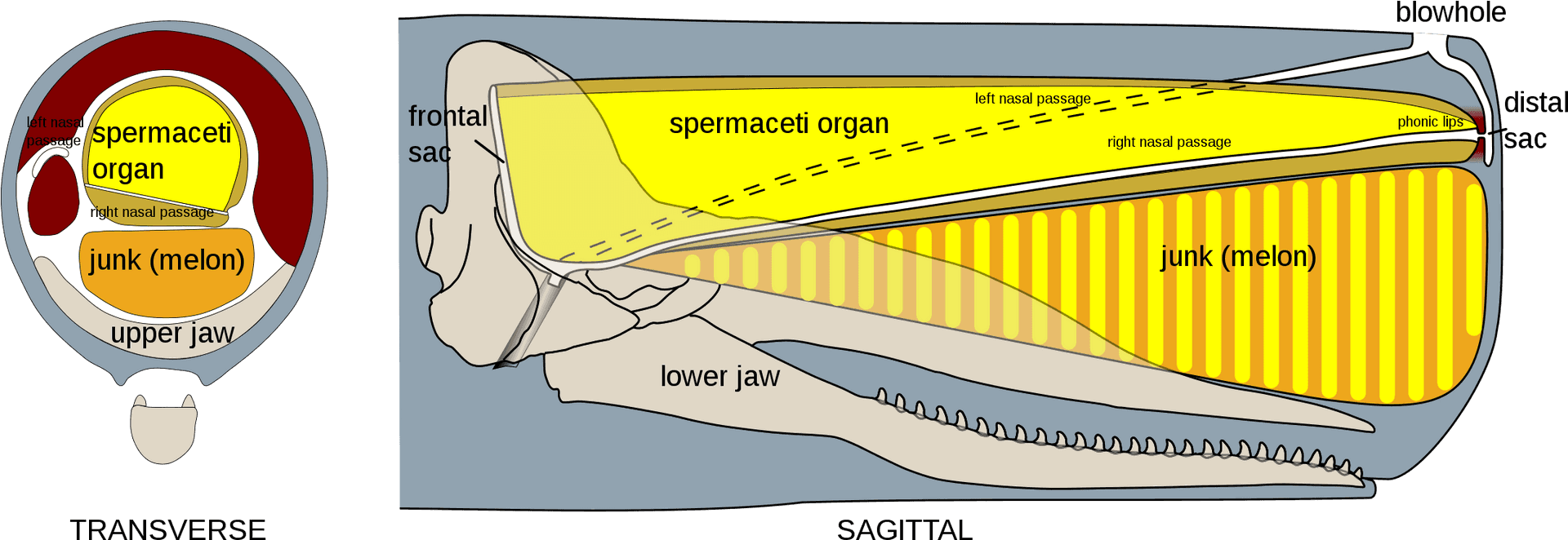 Sperm_ Whale_ Head_ Anatomy PNG