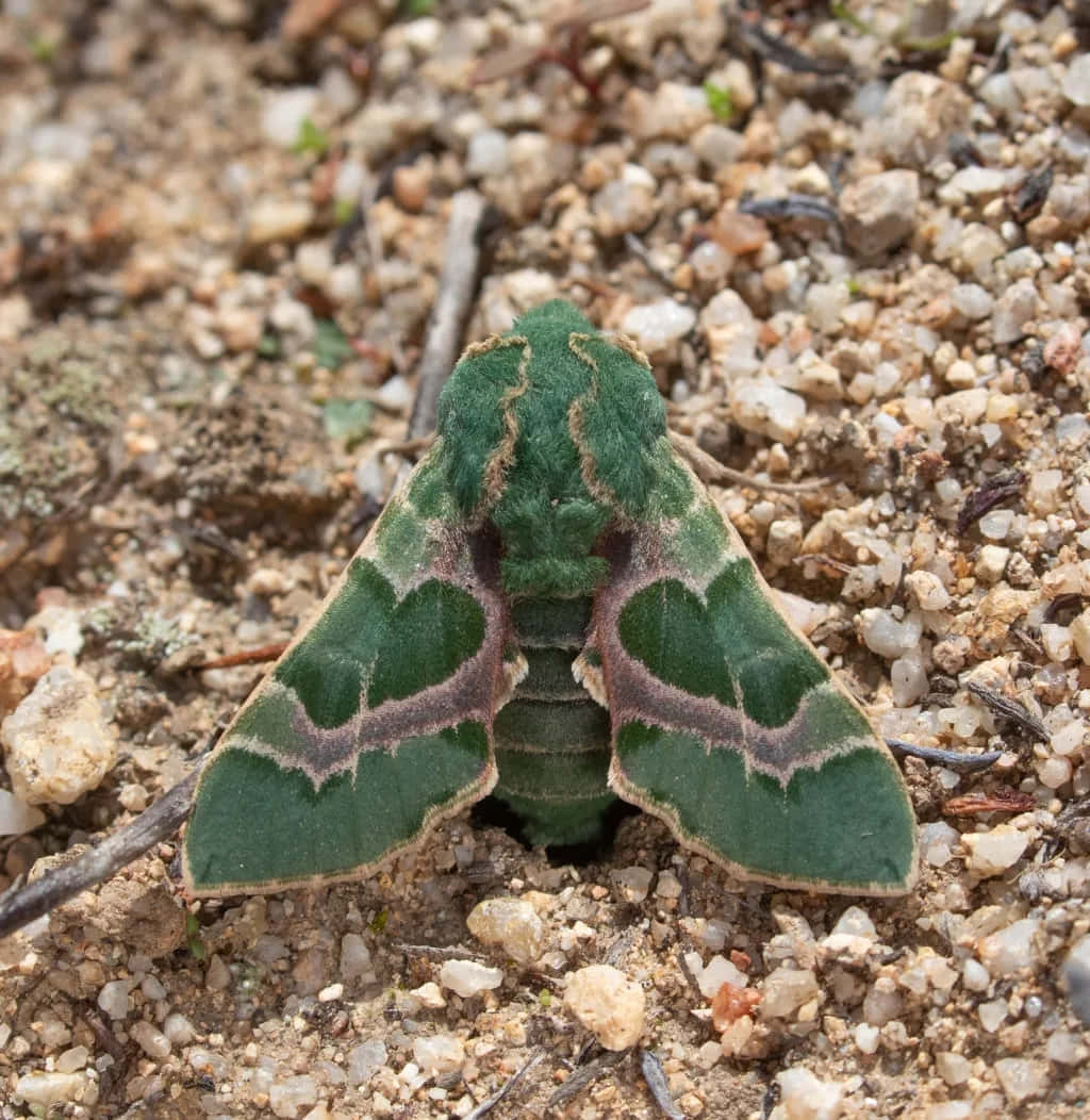 Sphinx Moth Camouflageon Ground Wallpaper