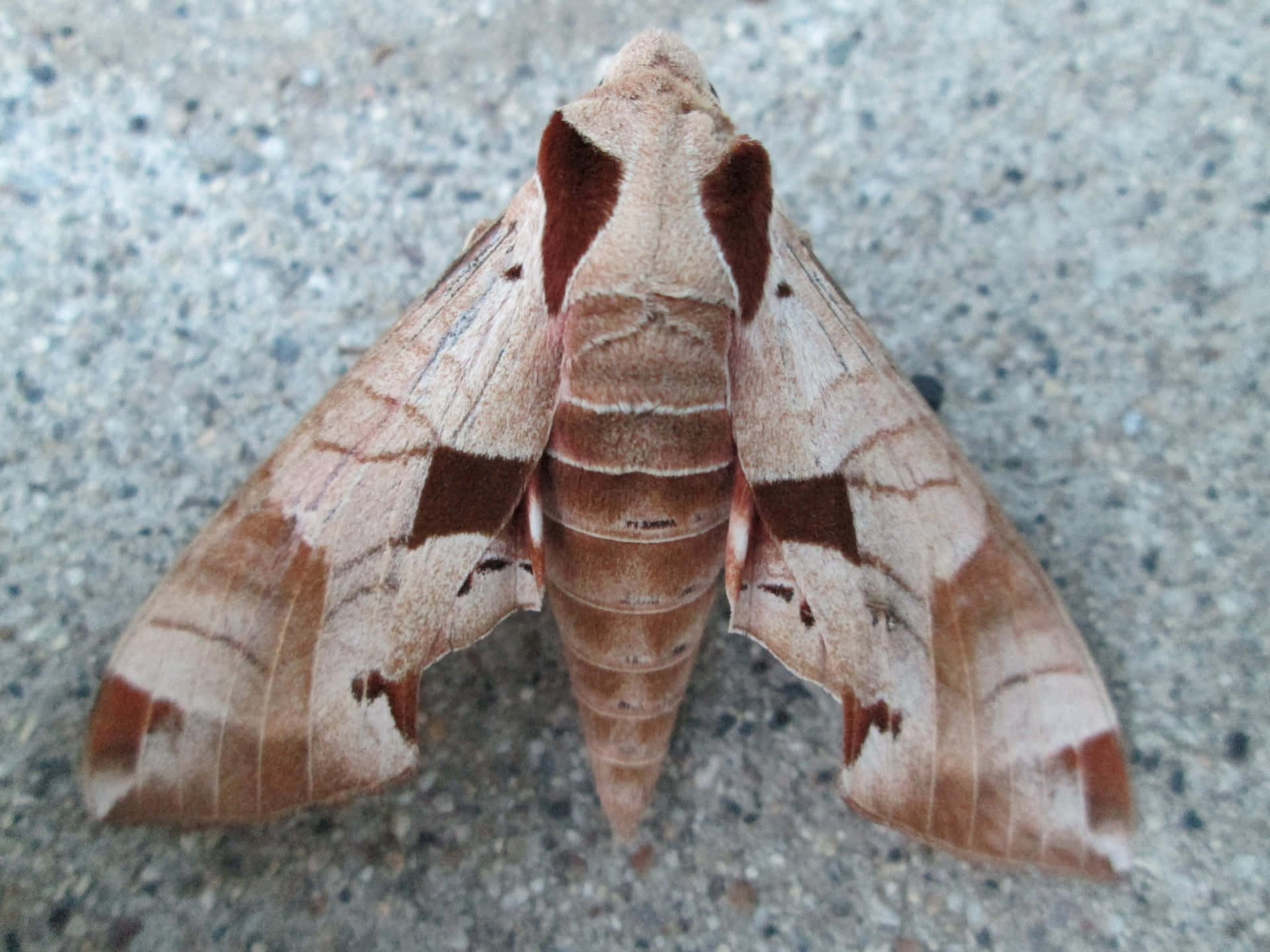Sphinx Moth Restingon Concrete Wallpaper