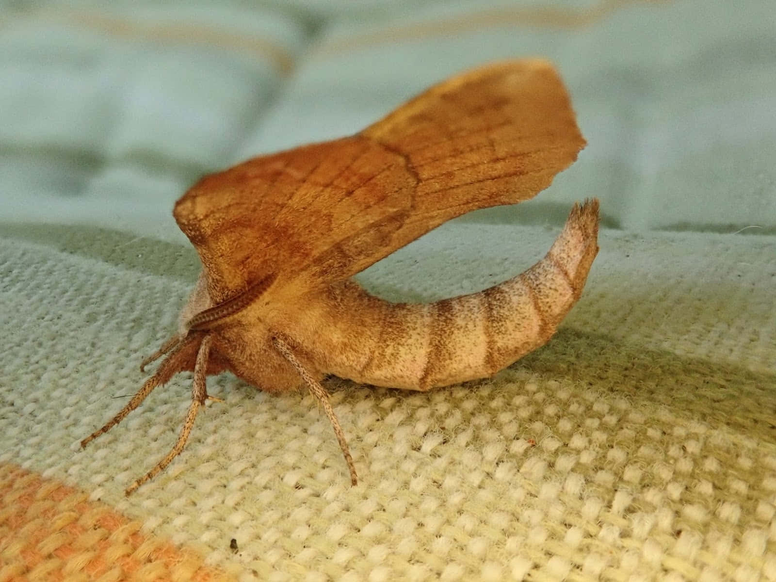 Sphinx Moth Restingon Fabric Wallpaper