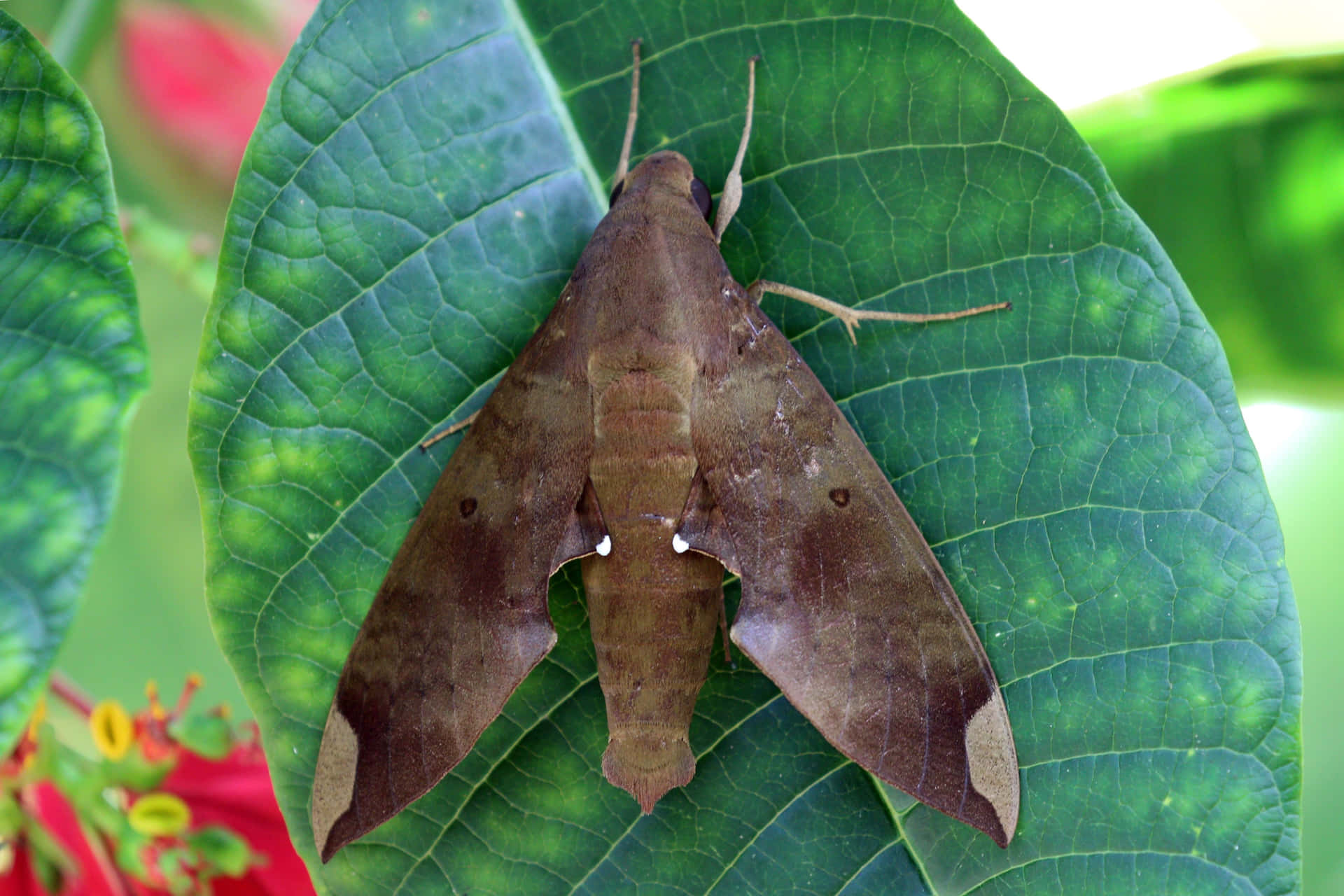 Sphinx Moth Restingon Green Leaf Wallpaper