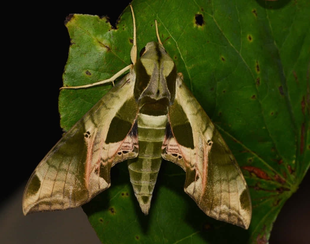 Sphinx Moth Restingon Leaf Wallpaper