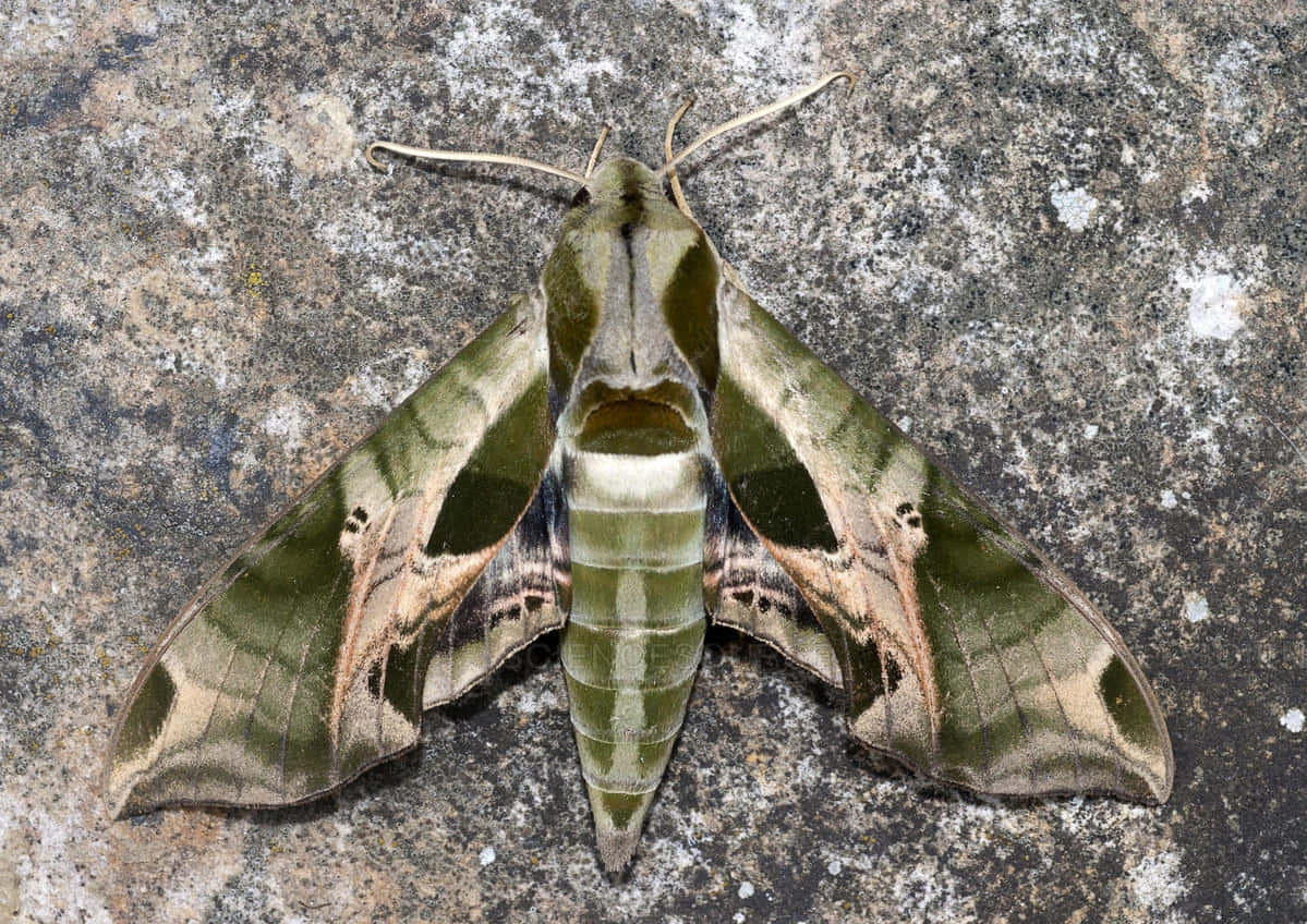 Sphinx Moth Restingon Rock Wallpaper