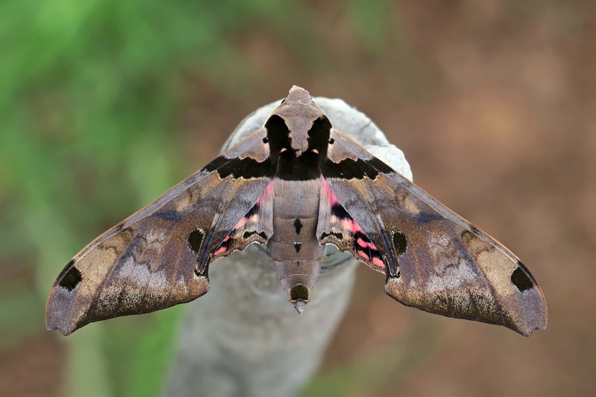 Sphinx Moth Spread Wings Wallpaper