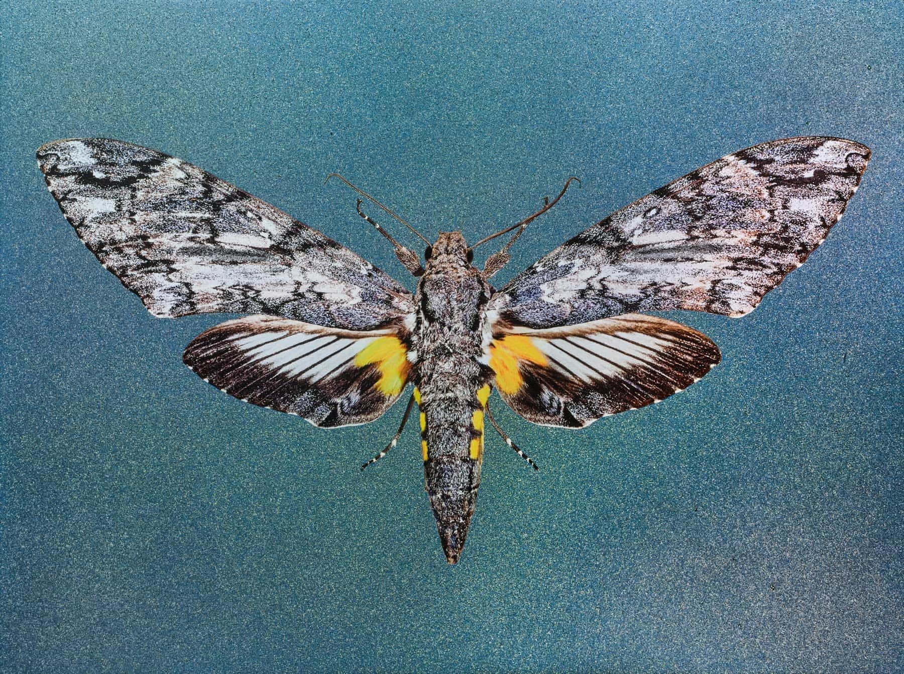 Sphinx Moth Spread Wings Wallpaper