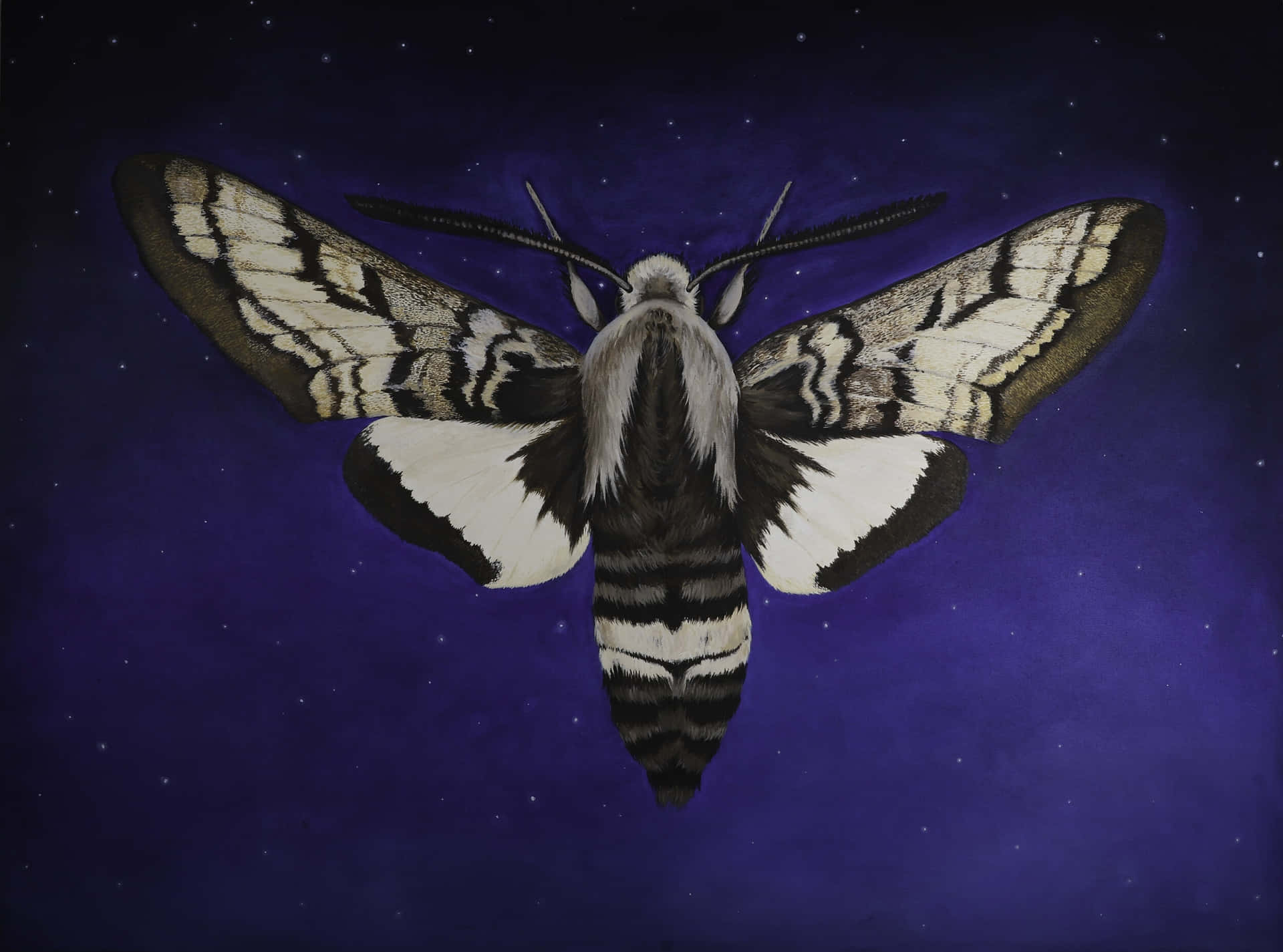 Sphinx Moth Starry Night Wallpaper