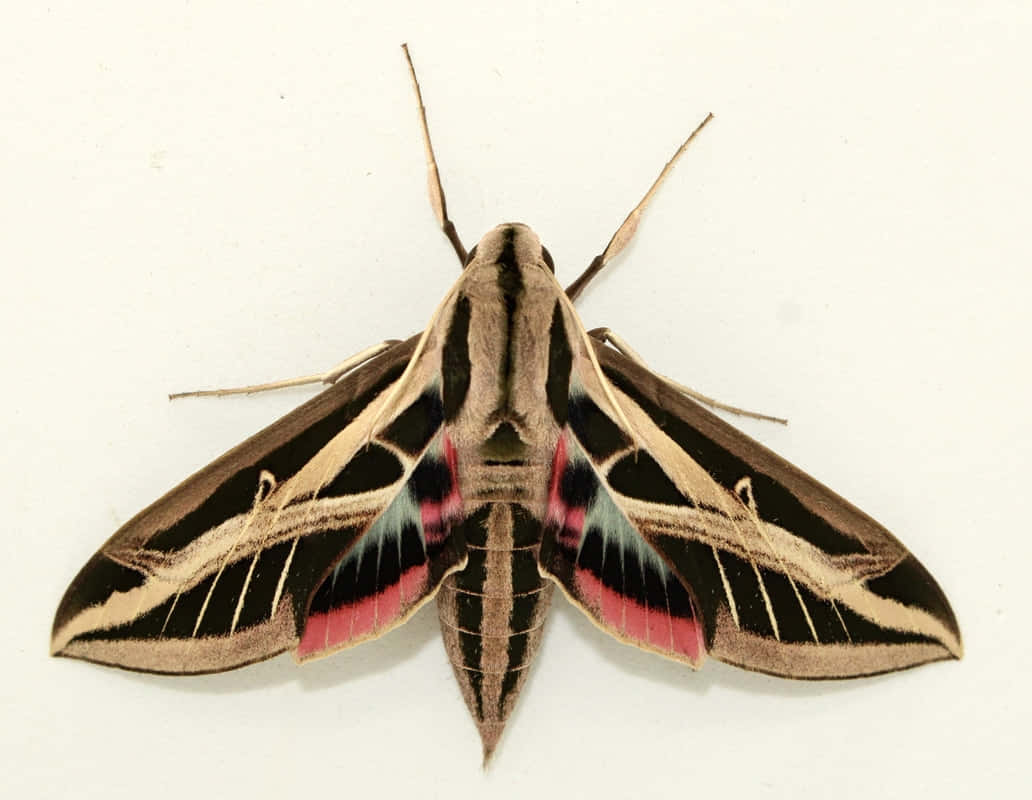 Sphinx Moth Vibrant Wings Wallpaper