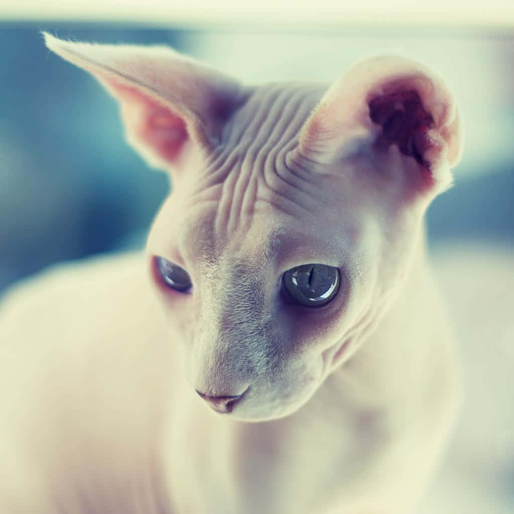 Majestic Sphynx Cat Posing in Style Wallpaper