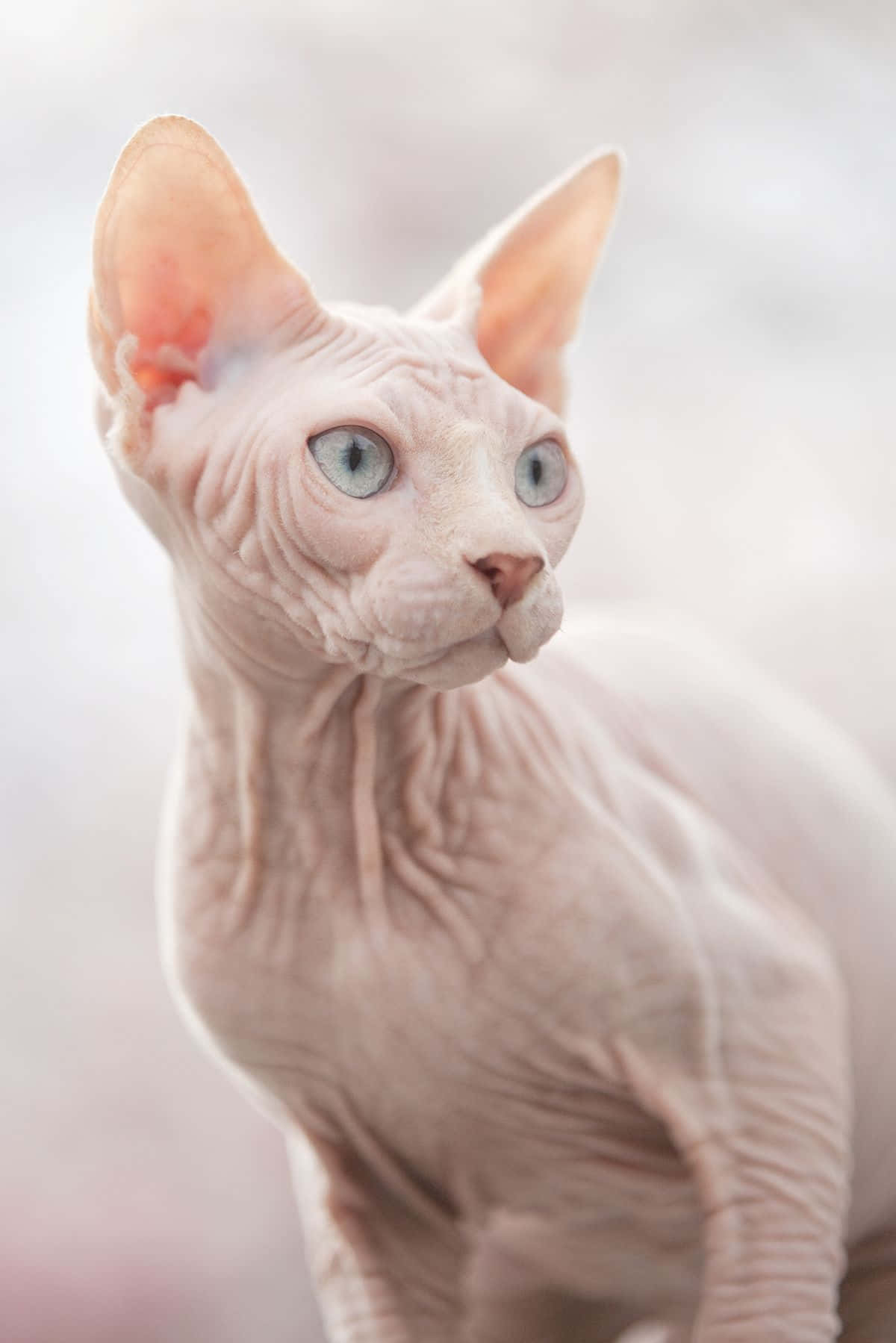 Captivating Gaze of the Royalty: A Portrait of the Sphynx Cat Wallpaper