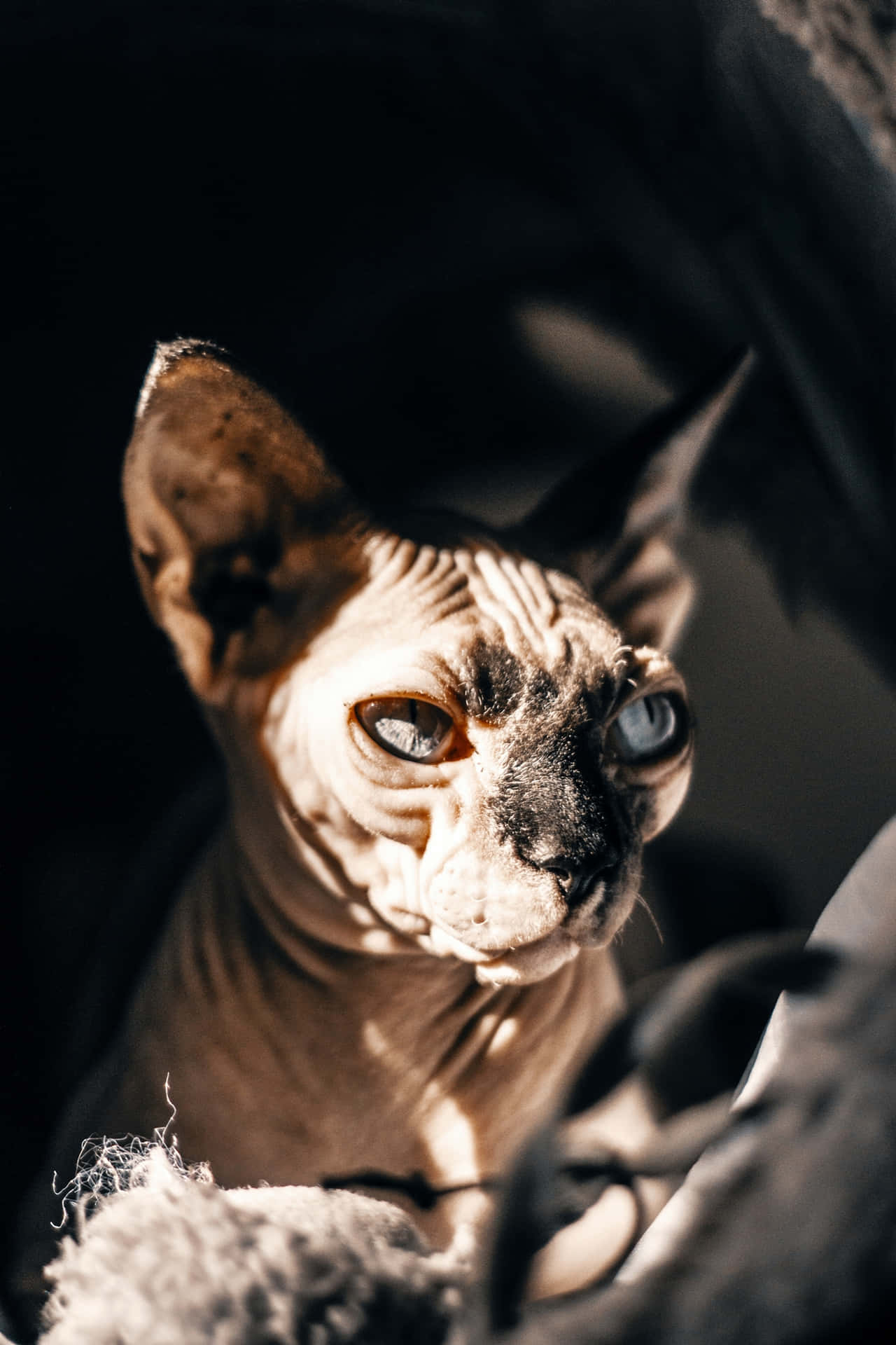 Majestic Sphynx Cat Posing for the Camera Wallpaper