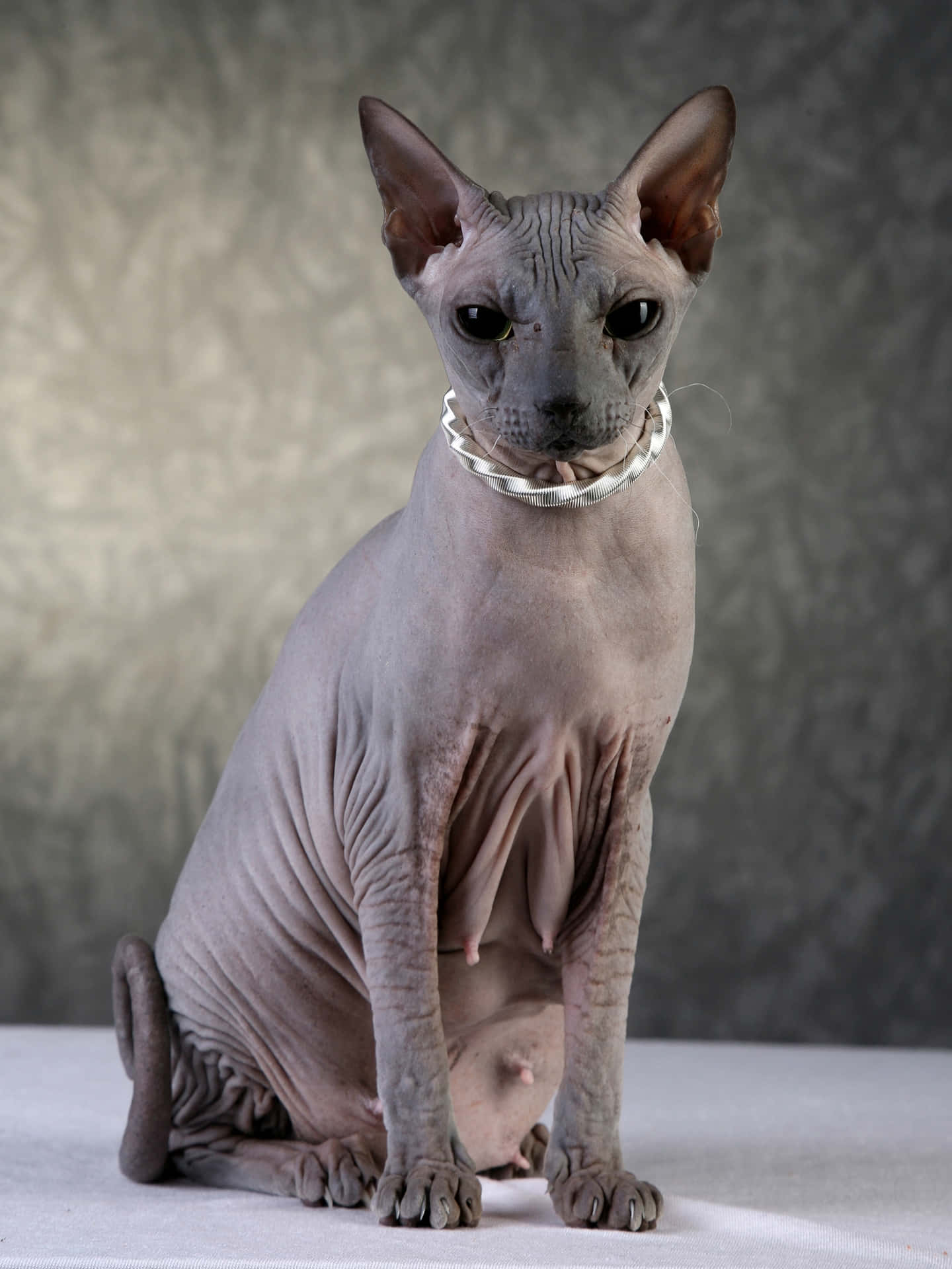 A regal Sphynx cat posing on a cozy couch Wallpaper