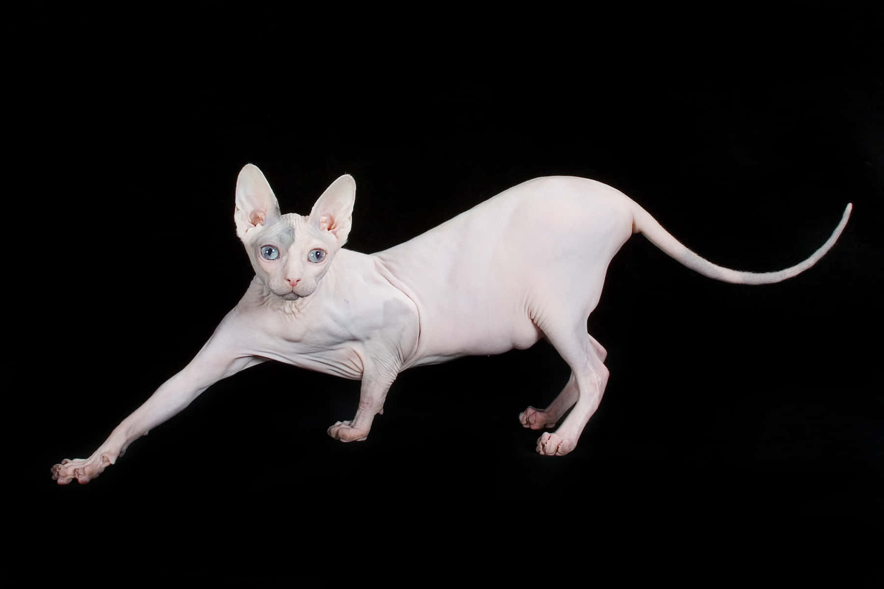 Majestic Sphynx Cat Posing Elegantly Wallpaper