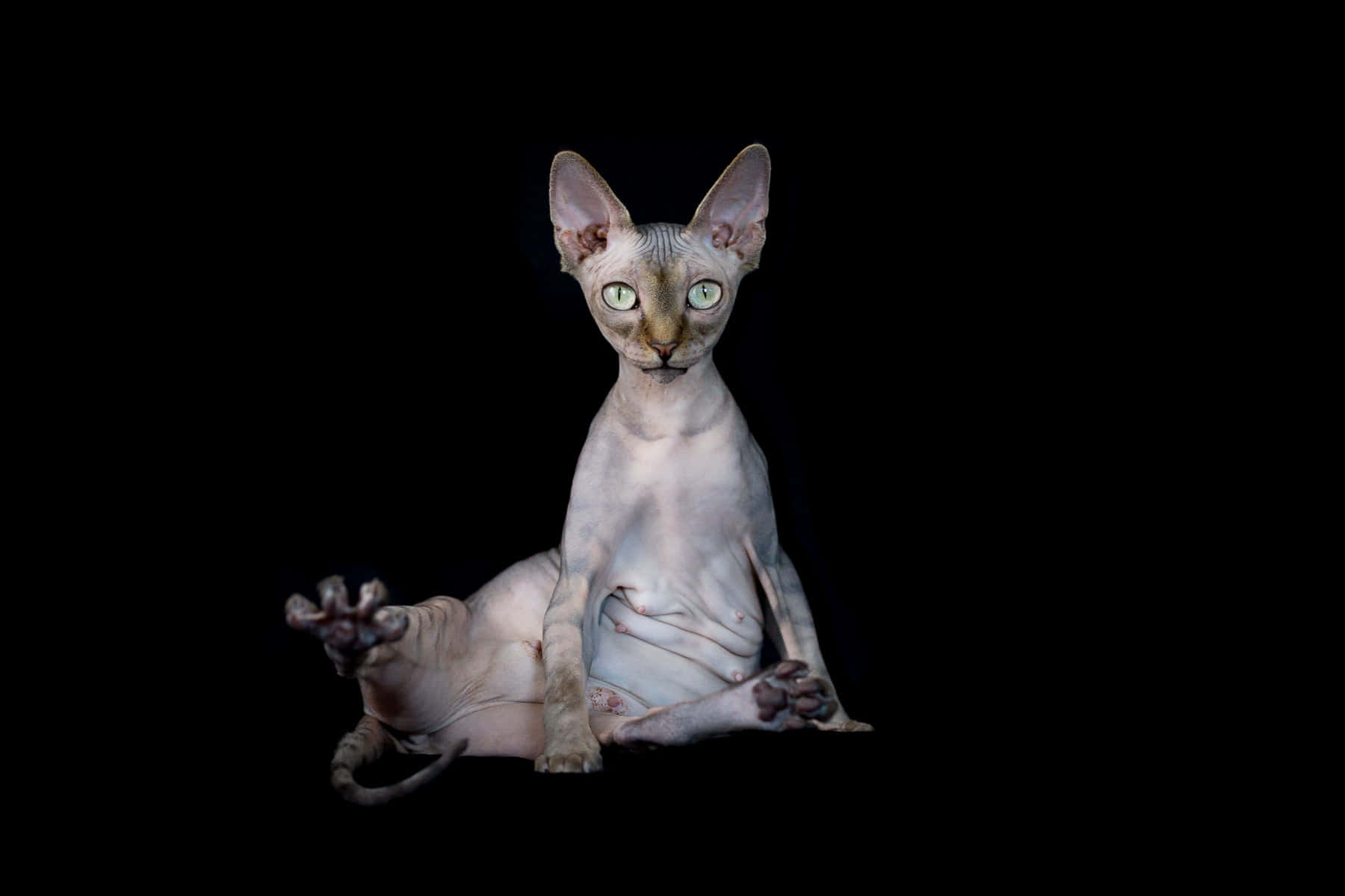 Caption: Majestic Sphynx Cat Posing Elegantly Wallpaper