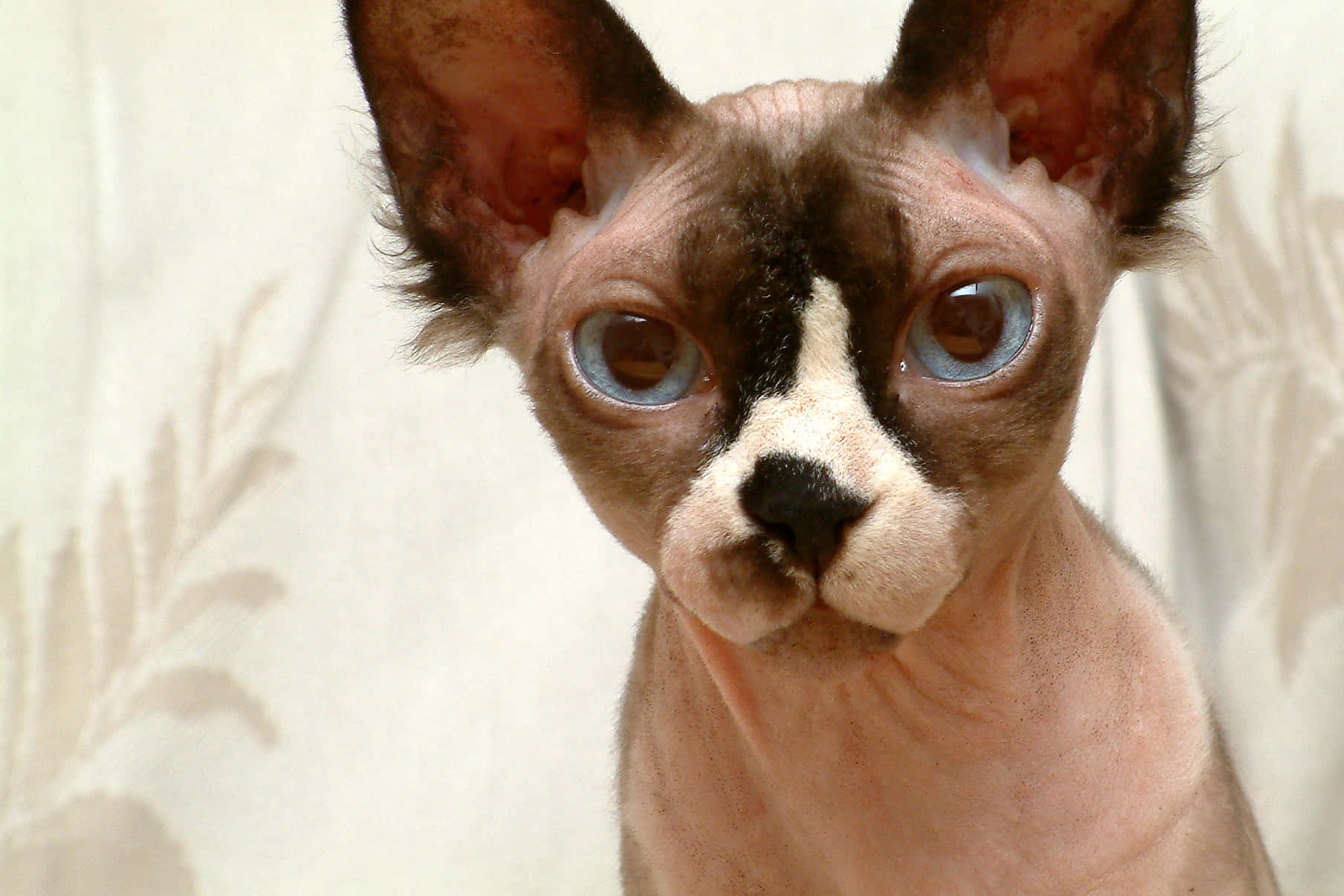 Majestic Sphynx Cat Resting on a Couch Wallpaper