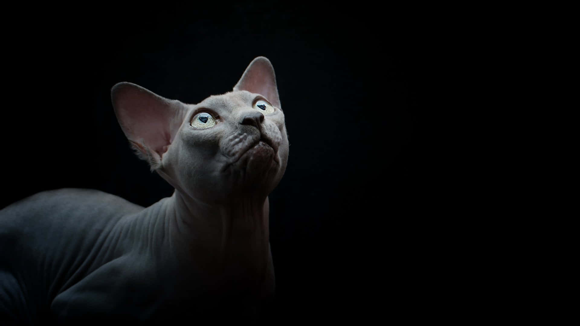 A majestic Sphynx cat posing in a relaxed manner Wallpaper