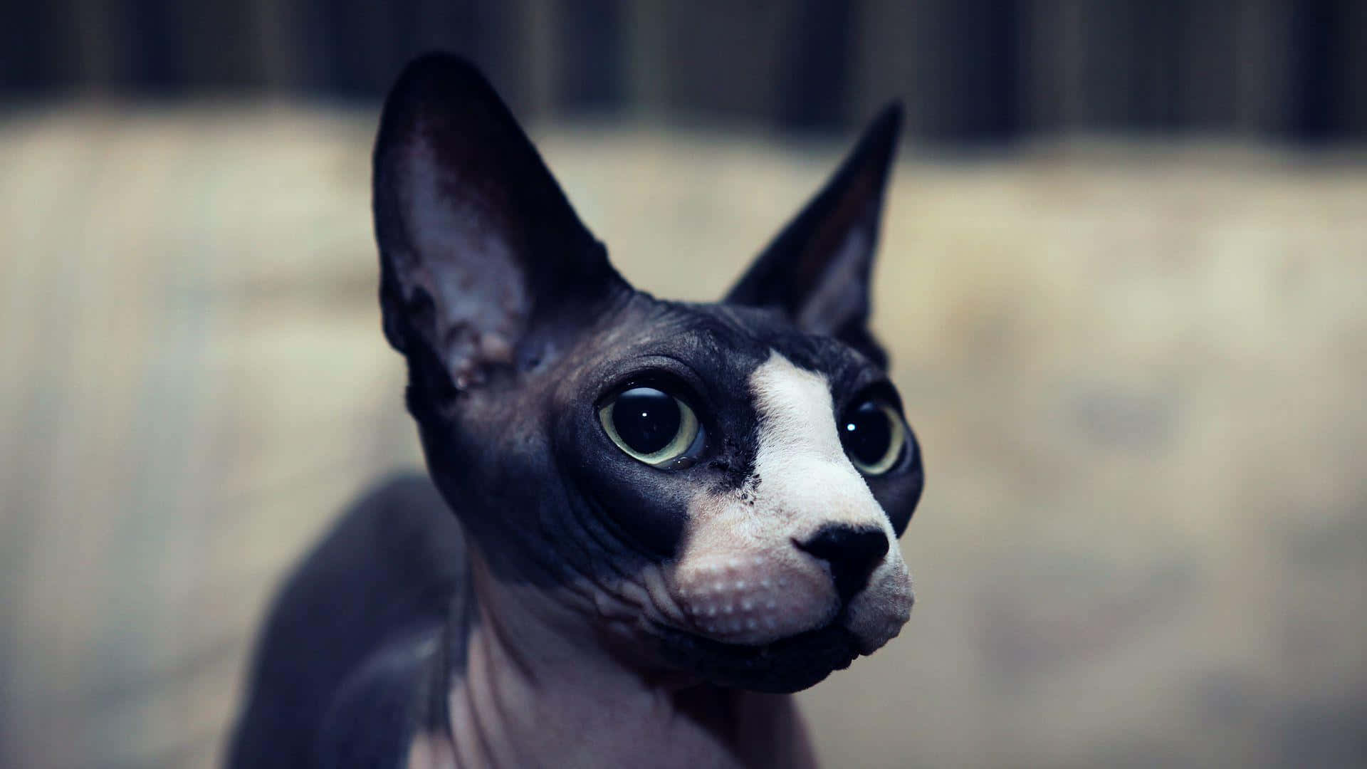 Elegant Sphynx cat posing on a dark background Wallpaper