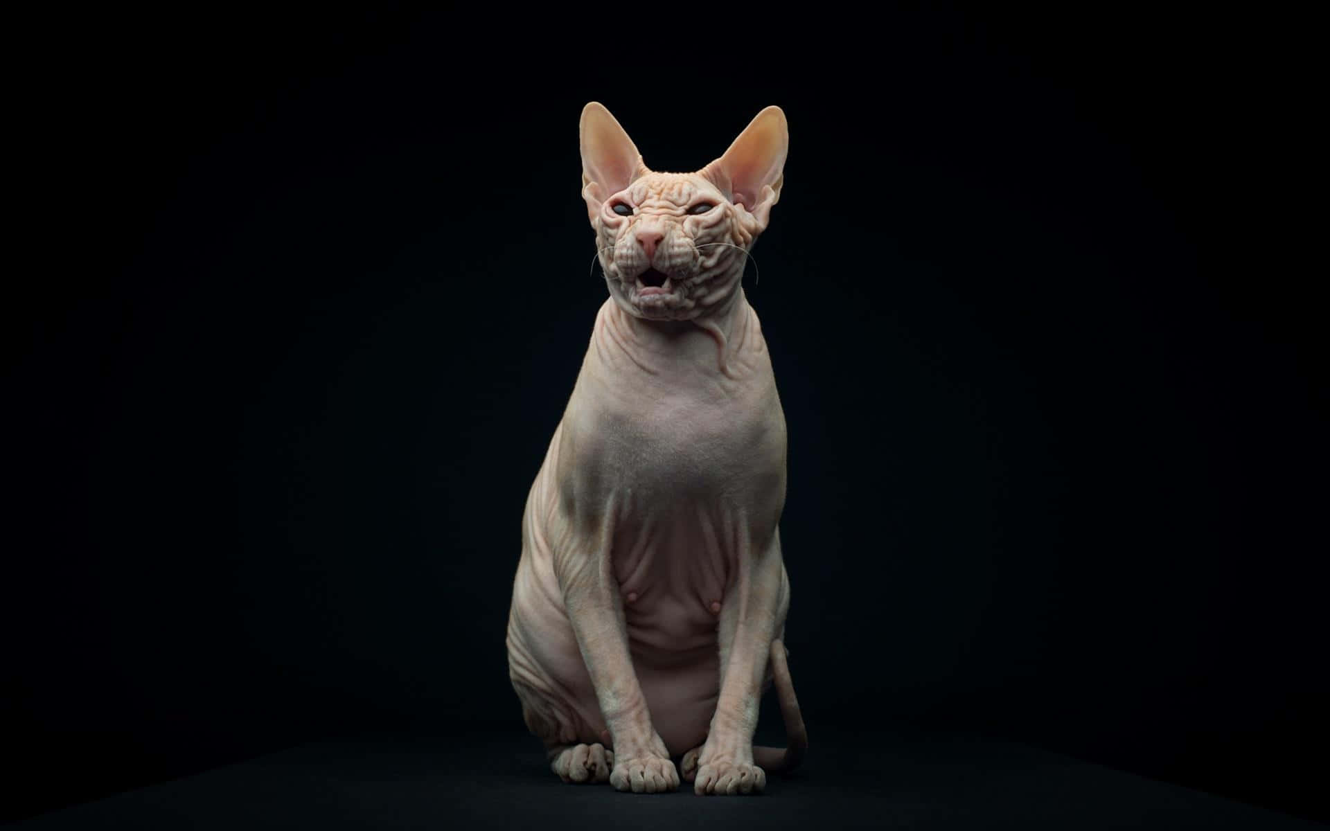 Majestueuze Sphynx Kat Die Poseert Achtergrond