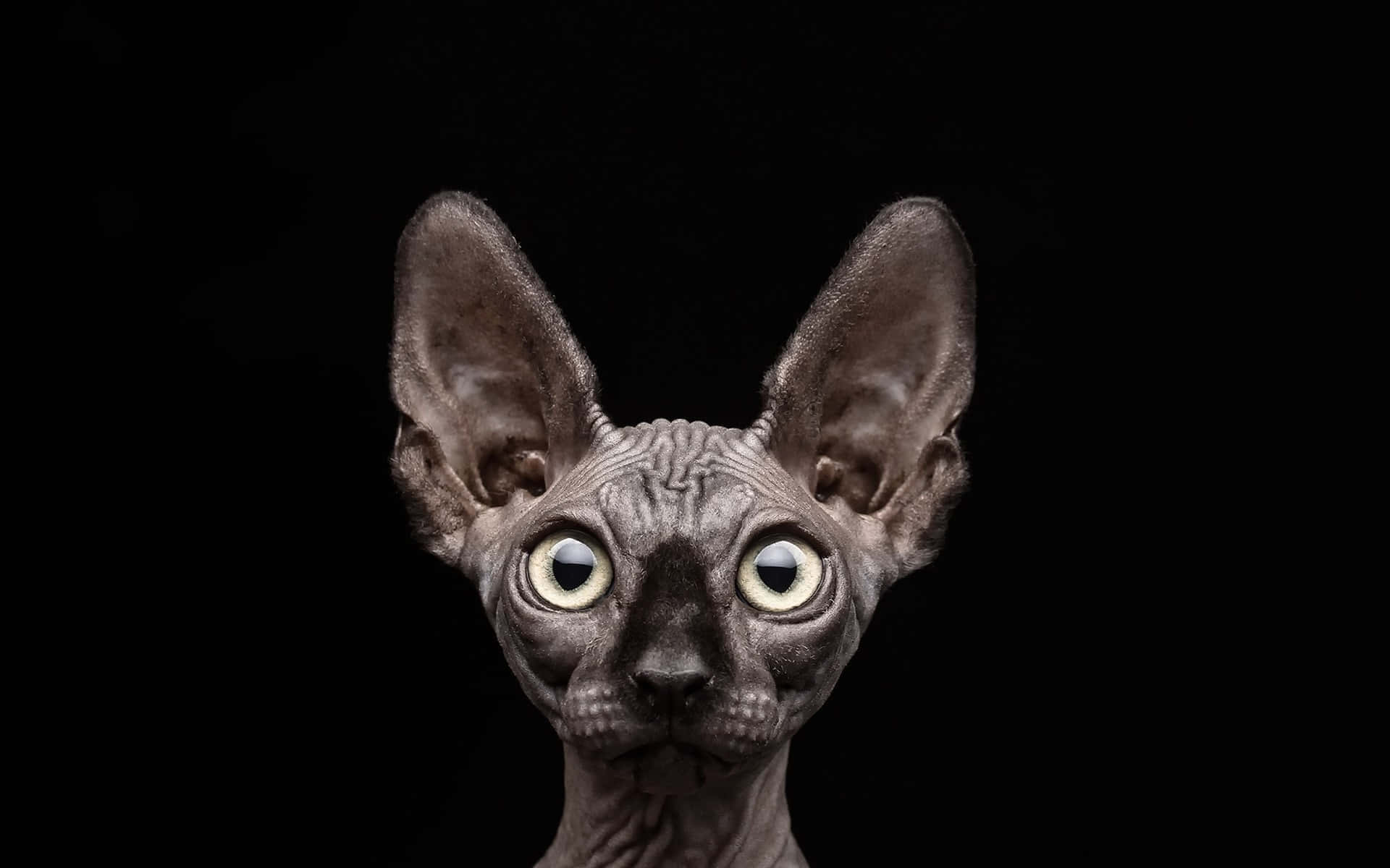 Majestic Sphynx Cat Posing for a Portrait Wallpaper