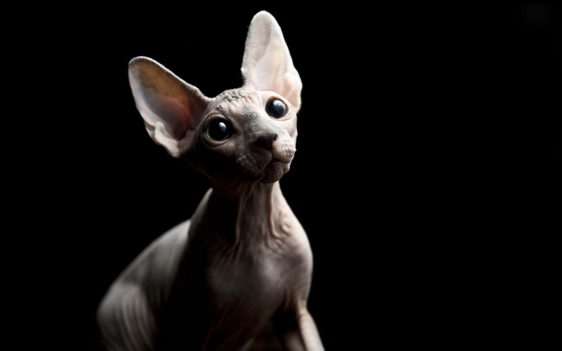 Majestic Sphynx Cat in a Cozy Home Wallpaper