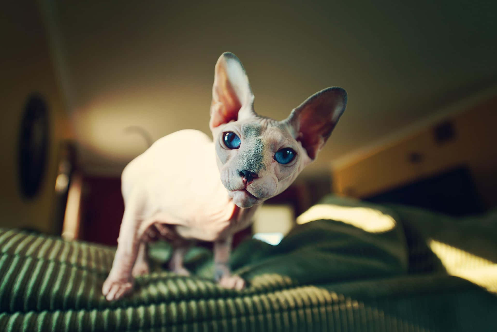 Elegant Sphynx Cat Posing in Close-up Wallpaper