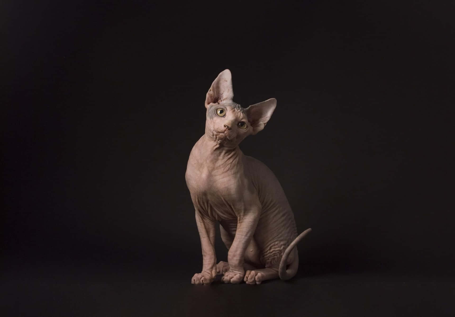 Majestic Sphynx Cat Posing for the Camera Wallpaper
