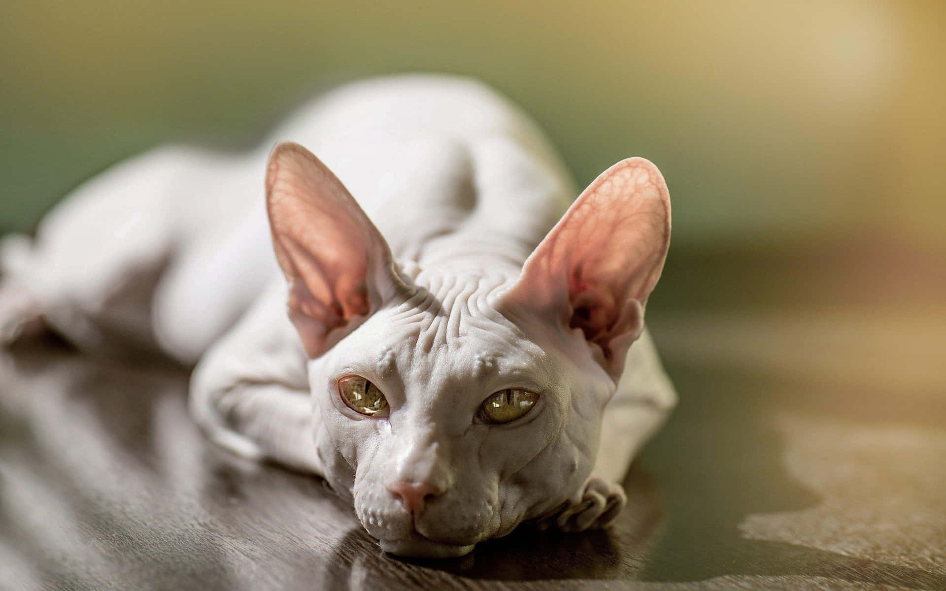 Majestic Sphynx Cat in a Relaxing Pose Wallpaper